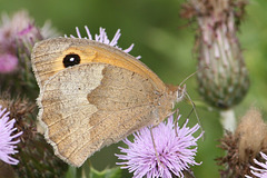 Meadow Brown (Maniola jurtina) butterfly