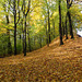 Wald, Herbstfarben