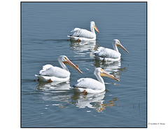 White Pelican Fishing Buddies