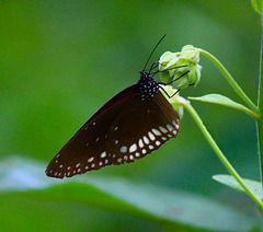 Common crow butterfly