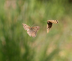 Speckled Wood (Pararge aegeria) butterflies
