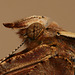 Comma (Polygonia c-album) butterfly close up