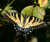 Tiger Swallowtail (Papilio glaucus) butterfly
