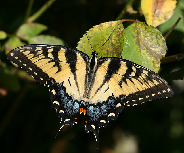 Tiger Swallowtail (Papilio glaucus) butterfly
