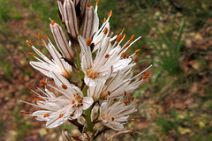 Asphodelus albus, asphodèle blanc (Liliacées, ou Asphodélacées), Lot, France