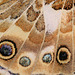 Painted Lady (Cynthia cardui) butterfly