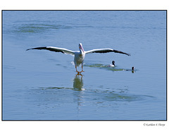 White Pelican Second Landing