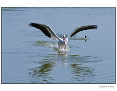 White Pelican Skidding to a Stop