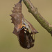 Camberwell Beauty (Nymphalis antiopa) pupa hatching