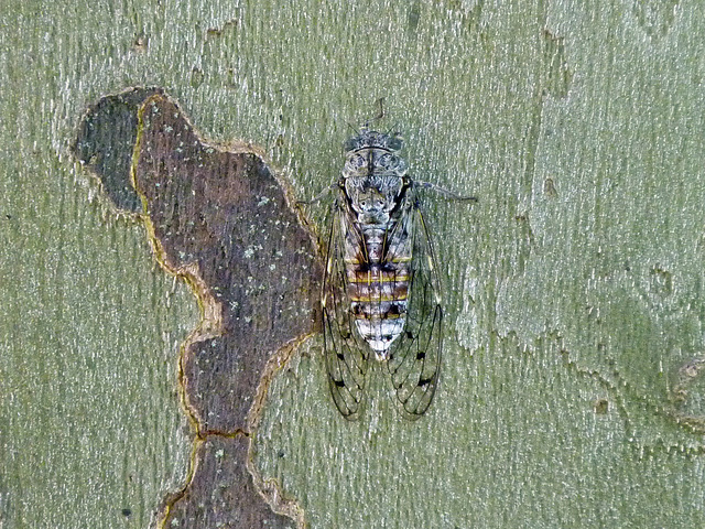 Cigale - Cicada
