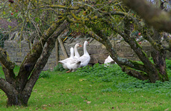 Geese in an orchard