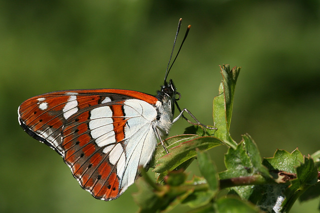 Southern White Admiral (Limenitis reducta) butterfly