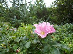 BM - eve - wild rose