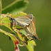 Small Skipper (Thymelicus sylvestris) butterflies mating