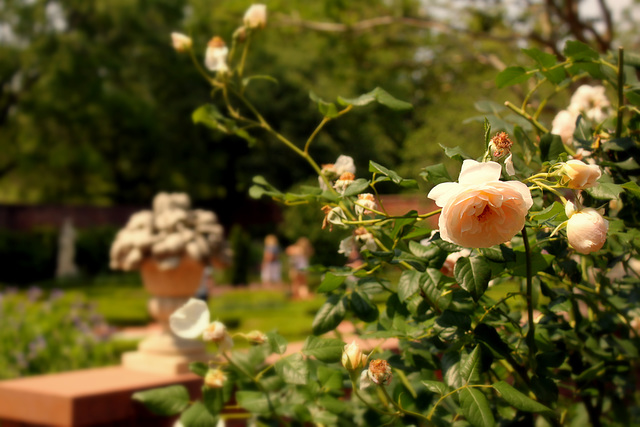 Roses, Tryon Palace