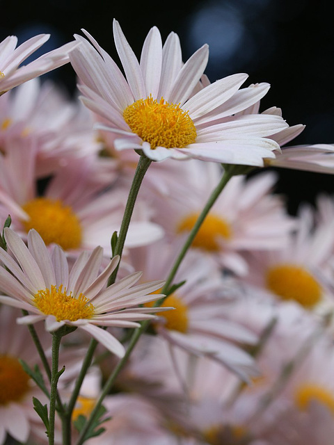 Chrysanthemums