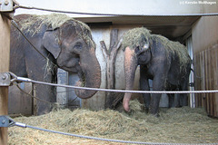 Elefanten beim Abendessen (Wilhelma)