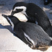 Pinguinpaar (Wilhelma)
