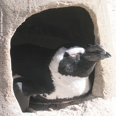 Pinguin beim abendlichen Sonnenbad (Wilhelma)