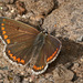 Brown Argus (Aricia agestis) butterfly