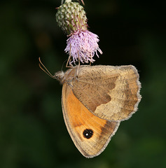 Meadow Brown (Maniola jurtina) butterfly