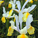 Iris, Tryon Palace garden