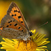 Small Copper (Lycaena phlaeas) butterfly