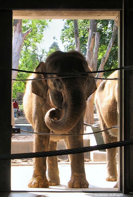 Elefantenfütterung in der Wilhelma I