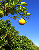 Grove, Showcase of Citrus