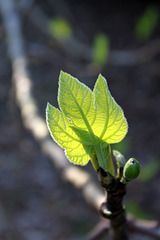 Fig leaf 2