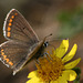 Brown Argus (Aricia agestis) butterfly