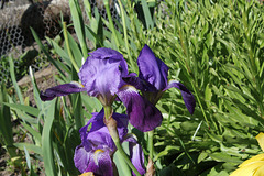 Iris ancien 'germanica' (4)