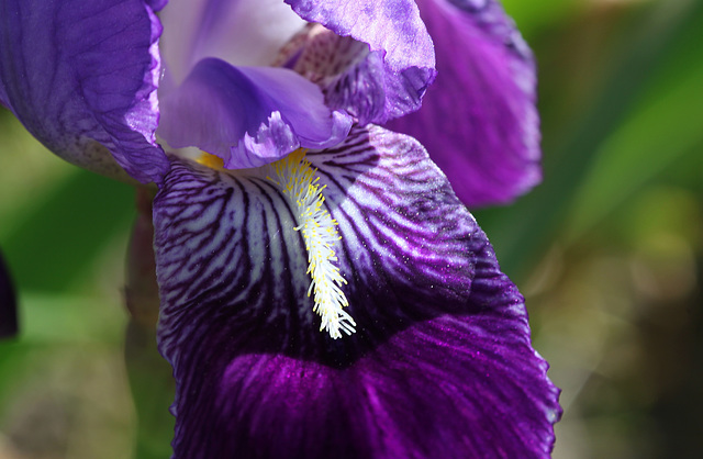 Iris Germanica'
