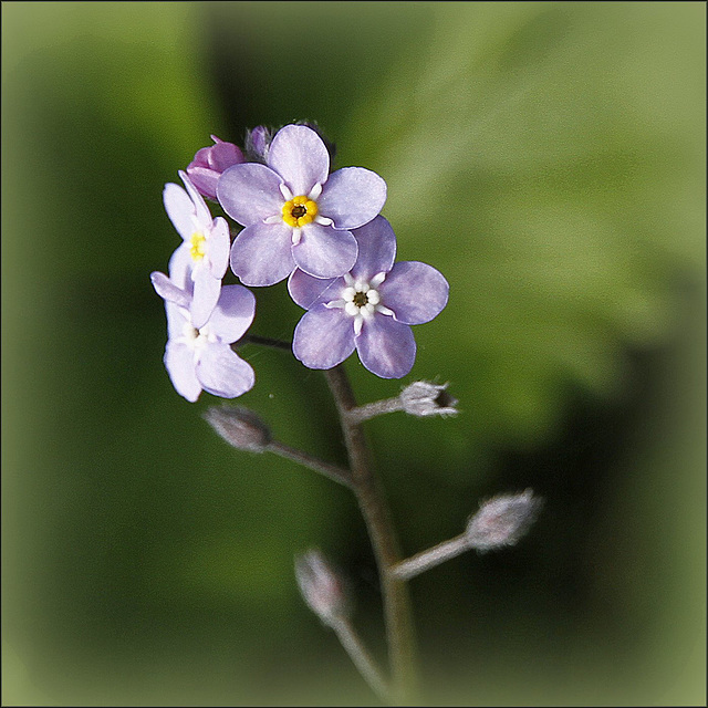 Forget me not....