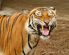 Malayan Tiger 111213-2 - Subspecies recognized in 2004
