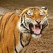 Malayan Tiger 111213-2 - Subspecies recognized in 2004