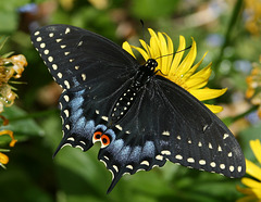 Black Swallowtail (Papilio polyxenes asterias) butterfly