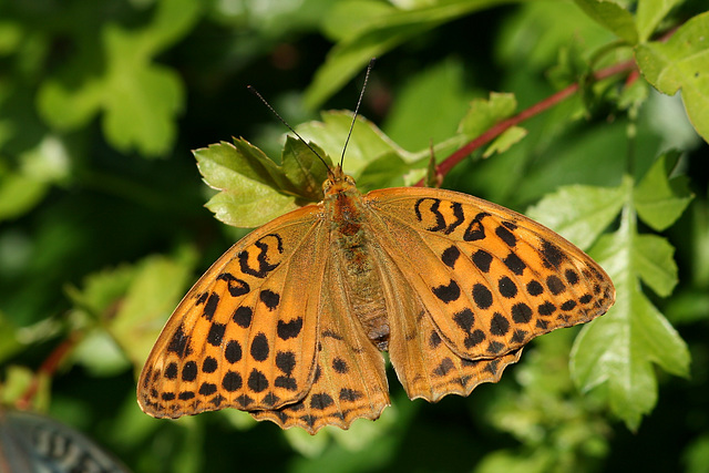 Silver Washed Fritillary (Argynnis paphia) butterfly
