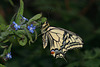 European Swallowtail (Papilio machaon gorganus) butterfly