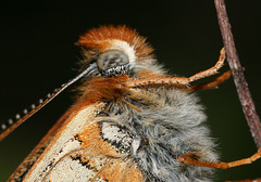 Marsh Fritillary (Euphydryas aurinia) butterfly