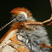 Marsh Fritillary (Euphydryas aurinia) butterfly