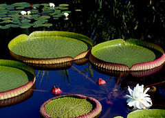 Victoria lilies, Biltmore, 3