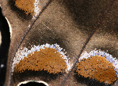 Papilio ulysses butterfly wing underside detail
