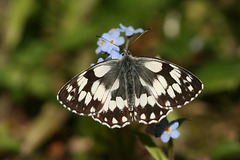 Marbled White (Melanargia galathea) butterfly