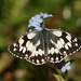 Marbled White (Melanargia galathea) butterfly