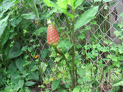 Aug  2009 - Ginger Plant