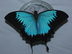 Papilio ulysses butterfly