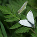 Green Veined White (Pieris napi) butterflies