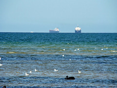 Ships and seabirds