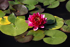 Water lily, Biltmore